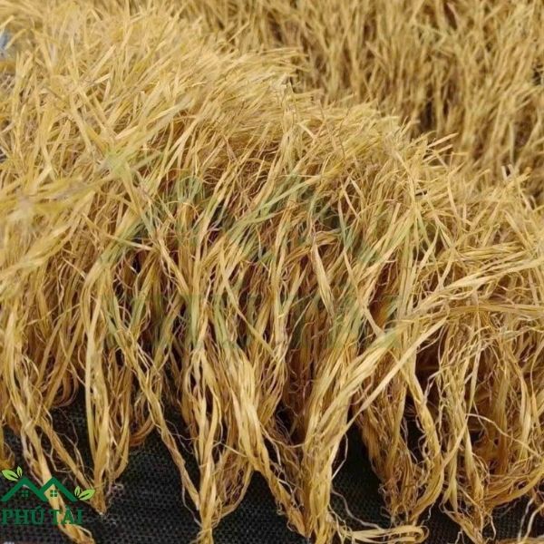 Cỏ rơm cao 15cm