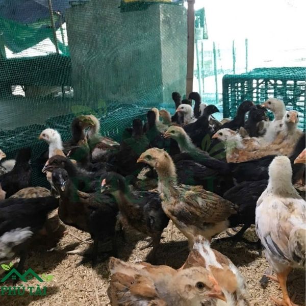Top 3 Loại Lưới Nhựa Rào Gà Phổ Biến Hiện Nay Lưới cước ô vuông bao quanh chuông nuôi