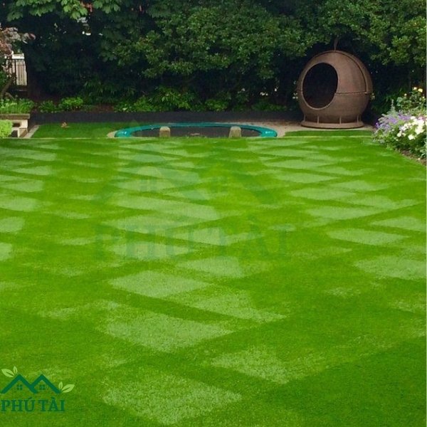 Giá Cỏ Nhân Tạo Bao Nhiêu 1m2 - Phú Tài Cỏ nhân tạo làm đẹp sân vườn bạn