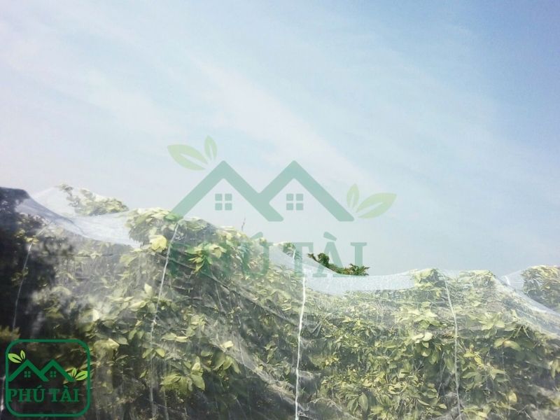 So Sánh Các Loại Lưới Chắn Côn Trùng 18 Mesh, 20 Mesh, 26 Mesh, 32 Mesh – Nên Chọn Loại Nào? Lưới chắn côn trùng được sử dụng nhiều trong nông nghiệp
