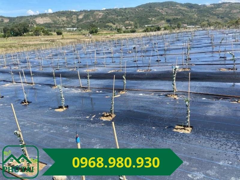 Ưu điểm và hạn chế khi sử dụng bạt phủ cỏ Bạt phủ cỏ giúc hạn chế cỏ dại va công làm cỏ