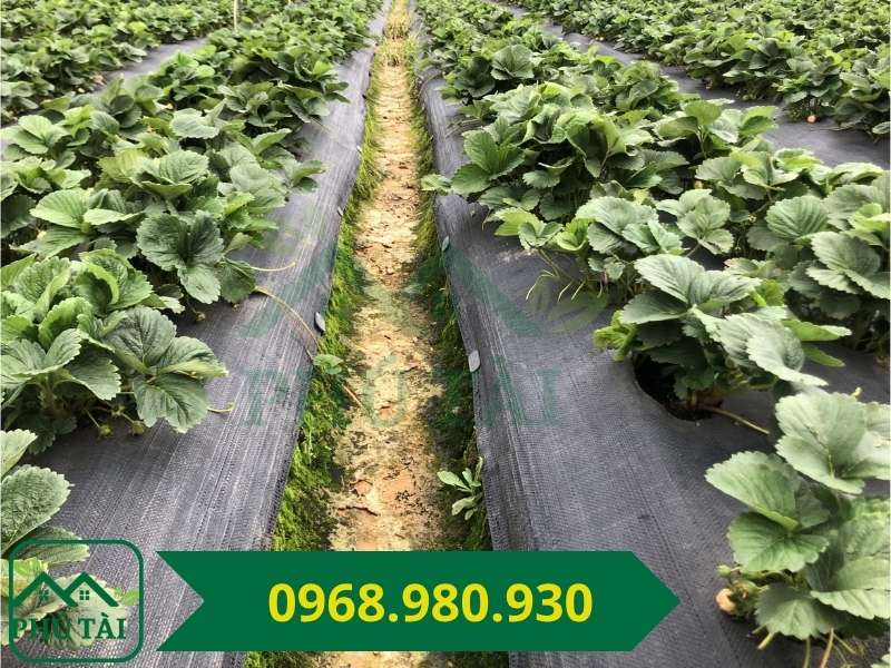 Ưu điểm và hạn chế khi sử dụng bạt phủ cỏ Bạt phủ cỏ k thể ngăn cỏ hoàn toàn, tại mép bạt, chỗ rách vẫn cỏ vẫn mọc bình thường