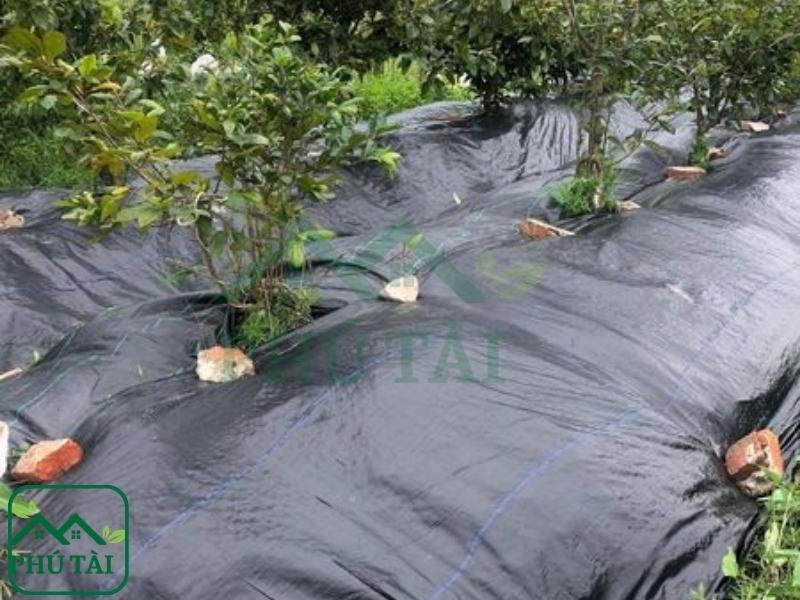 Bạt phủ cỏ dùng được bao lâu? Những yếu tố ảnh hưởng độ bền Khổ bạt phủ cỏ từ 1m đến 3m6 thuận tiện cho khách hàng lựa chọn