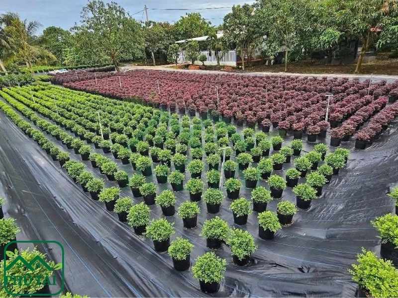 Bạt phủ cỏ dùng được bao lâu? Những yếu tố ảnh hưởng độ bền Sử dụng bạt phủ cỏ trong nông nghiệp