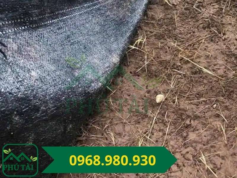 Ưu điểm và hạn chế khi sử dụng bạt phủ cỏ Tùy từng dòng sản phẩm bạt phủ cỏ sẽ có tuổi thọ khác nhau