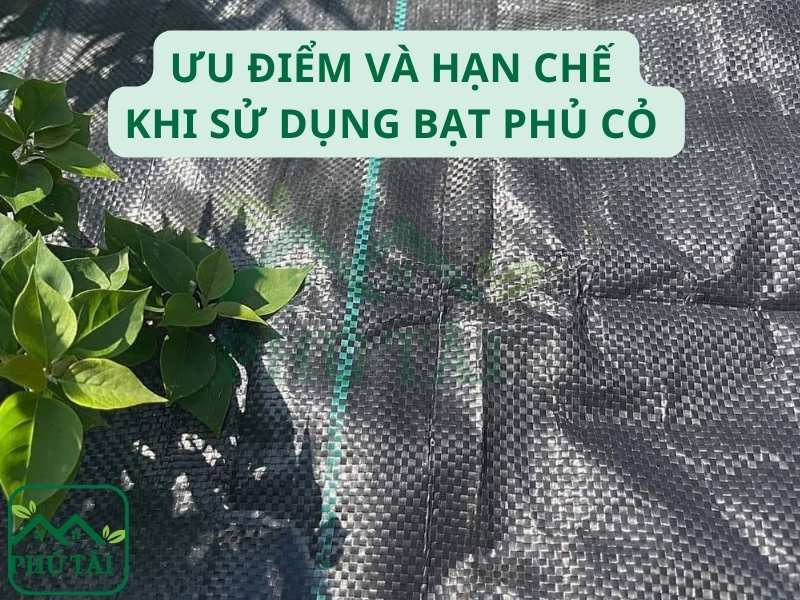 Ưu điểm và hạn chế khi sử dụng bạt phủ cỏ
